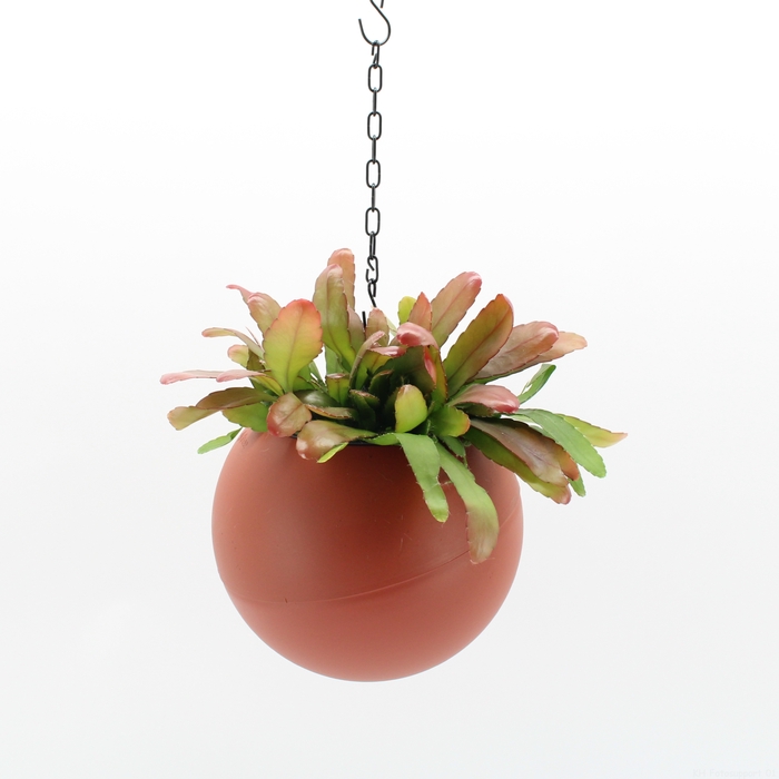 <h4>Globee Indoor Rhipsalis Red Coral 111</h4>