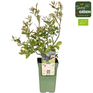 Vaccinium corymbosum