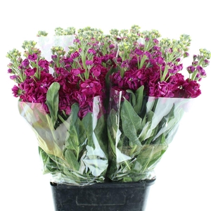 Matth Incana Iron Deep Pink