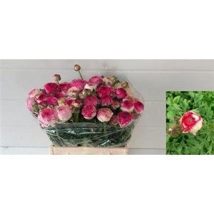 Ran Azur White Sfumata