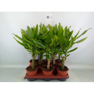 Dracaena frag. 'Golden Coast'