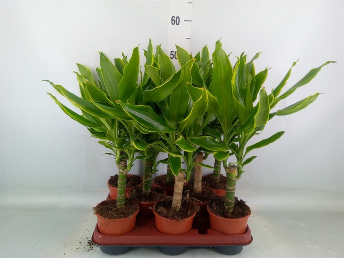 <h4>Dracaena frag. 'Golden Coast'</h4>