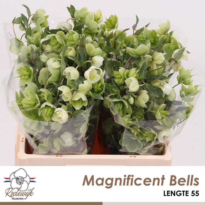 <h4>HELL  MAGNIFIC BELLS</h4>