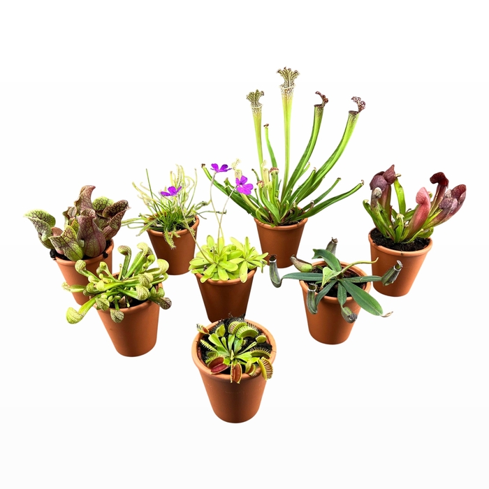 <h4>VLEESETENDE PLANTEN</h4>