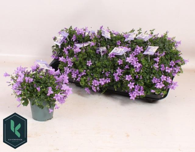 <h4>CAMP PORTENSCHLAGIAN</h4>