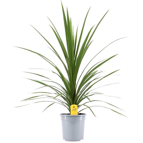 <h4>Cordyline indivisa 'Peko'</h4>