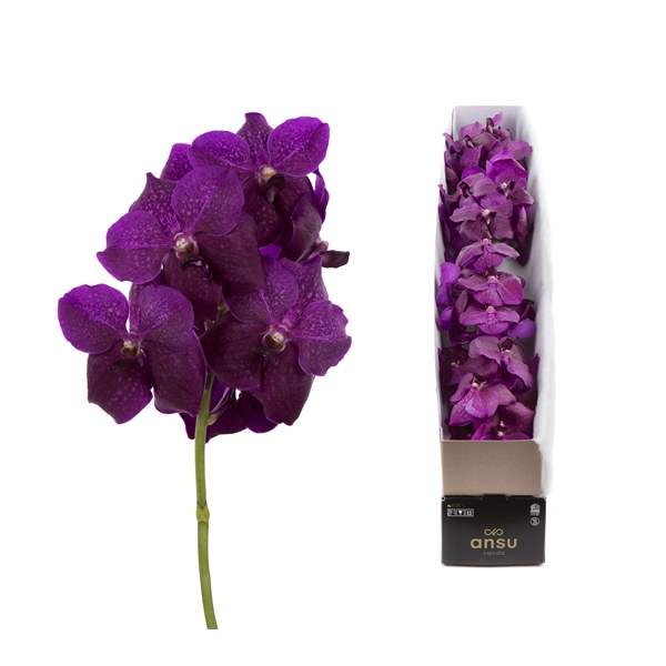 <h4>Vanda Magic Fuchsia X4</h4>