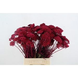 DF Achillea Paint Bs Cerise