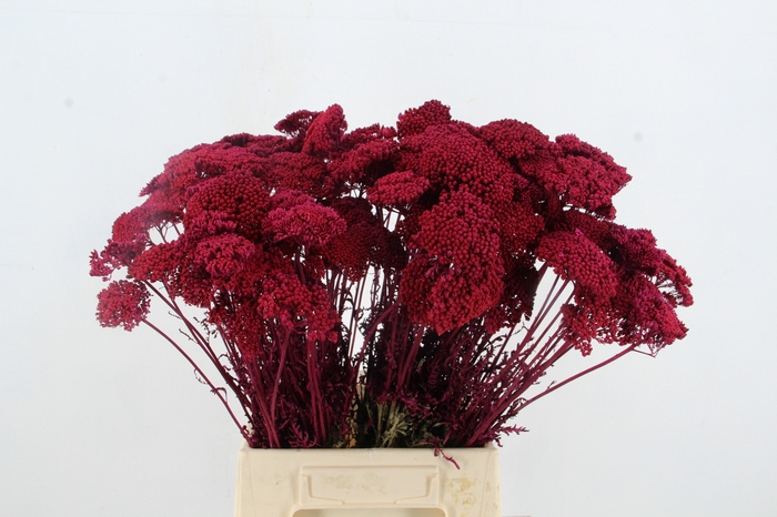 <h4>DF Achillea Paint Bs Cerise</h4>