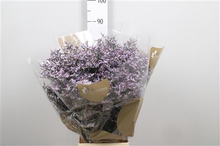 <h4>Lim Safora Lilac</h4>