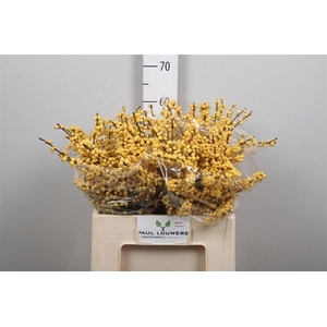 Ilex Ve Mag Citronella