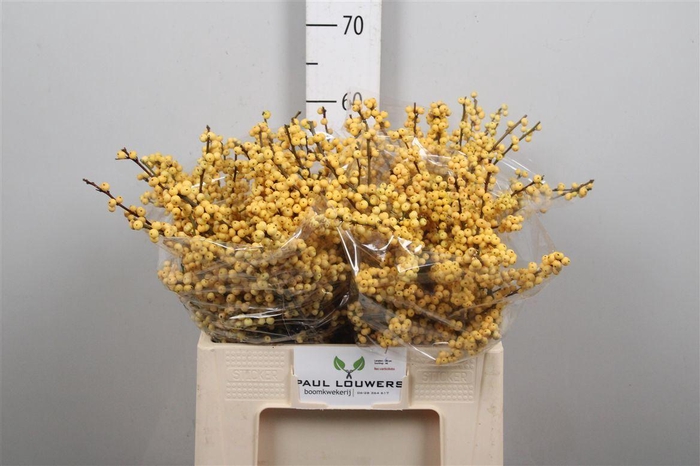 <h4>Ilex Ve Mag Citronella</h4>