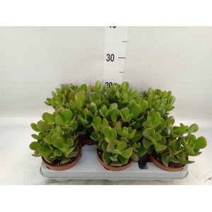 Crassula ovata