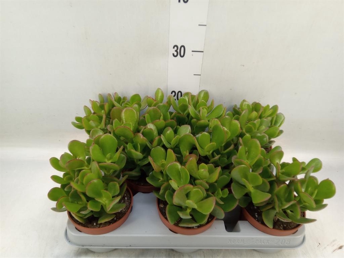 <h4>Crassula ovata</h4>