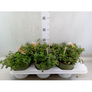 Portulaca   ...mix in pot