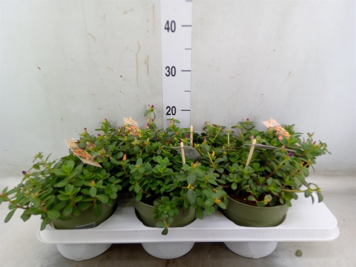 <h4>Portulaca   ...mix in pot</h4>