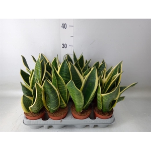 Sansevieria trifa. 'Futura Superba'