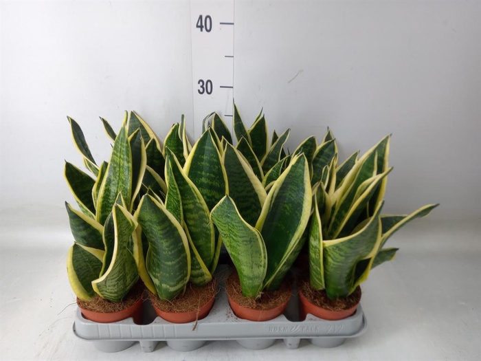 <h4>Sansevieria trifa. 'Futura Superba'</h4>