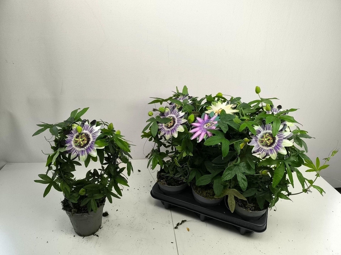 <h4>Passiflora caerulea</h4>