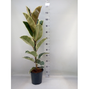 Ficus elastica 'Tineke'