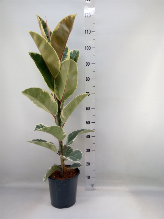 <h4>Ficus elastica 'Tineke'</h4>