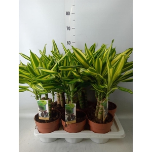 Dracaena frag.   ...