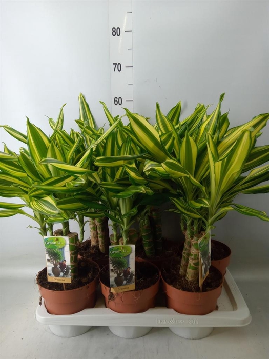 <h4>Dracaena frag.   ...</h4>