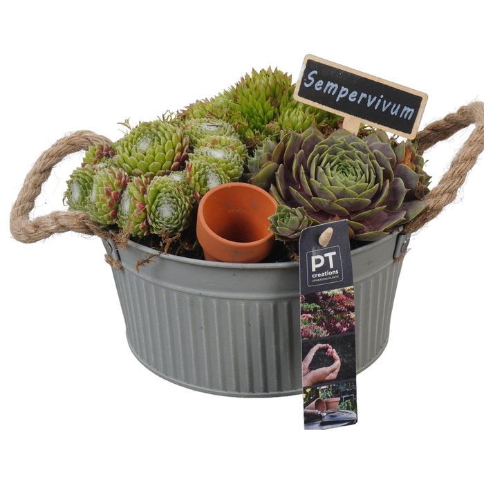 <h4>Arr.  Sempervivum L%</h4>