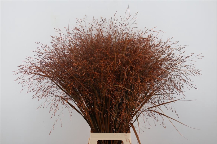 Siergras Panicum Kbh Orange P Stem