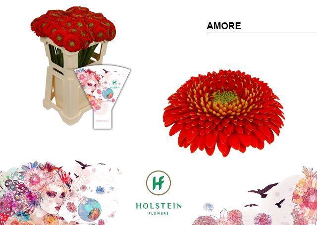 <h4>GE BV POMPONI AMORE</h4>
