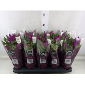 Celosia arg. SP 'Deep Purple'
