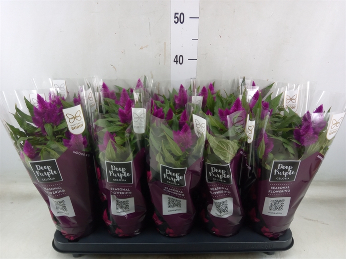 <h4>Celosia arg. SP 'Deep Purple'</h4>