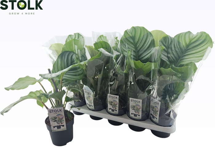 <h4>CALAT ORBIFOLIA</h4>