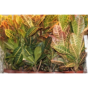 CROTON HIB VARIADO P24