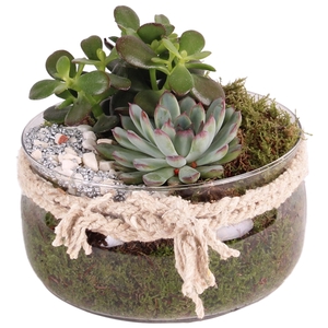 Yearround succulent: Glass Bowl with rope ø20cm with 2PP