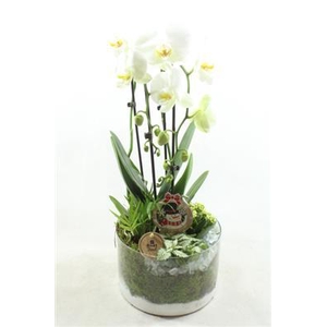 8139 WIT CILINDER PHAL