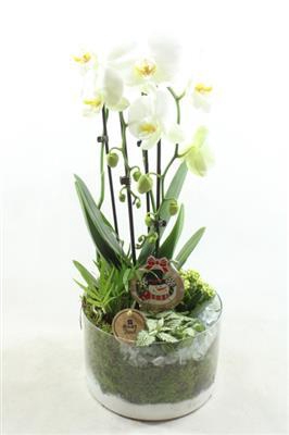 <h4>8139 WIT CILINDER PHAL</h4>