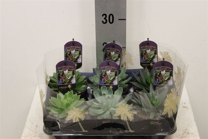 Echeveria gemengd