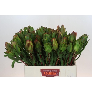 Leucadendron Laurel Yellow