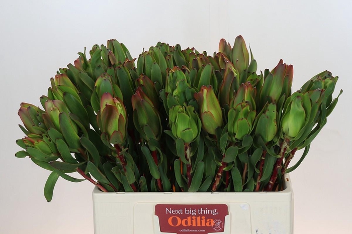 <h4>Leucadendron Laurel Yellow</h4>