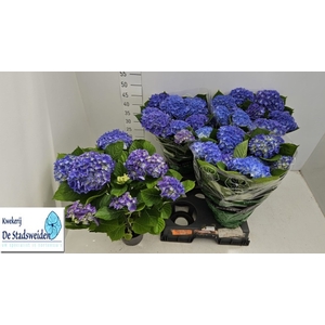 HYDR M BLAUER ZWERG