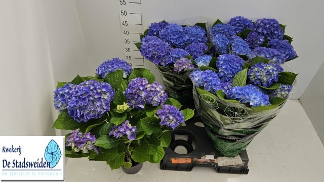 <h4>HYDR M BLAUER ZWERG</h4>
