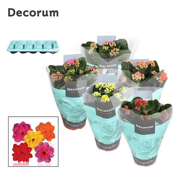 <h4>Kalanchoe blossfeldiana gevuld gemengd 5 kleuren</h4>