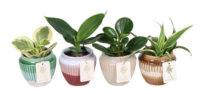 <h4>L 67364 Green MIX 6 cm</h4>