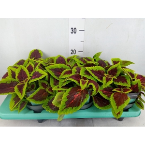 Plectranthus col. 'MSt Alligator A'