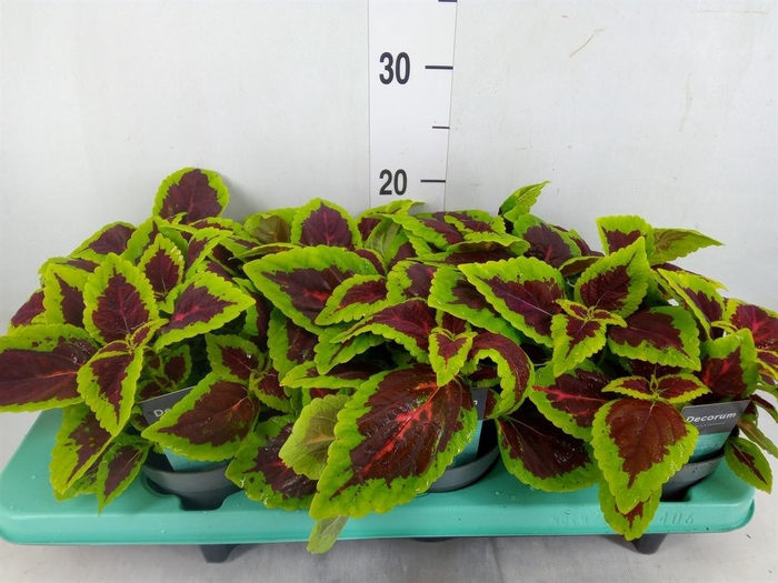 <h4>Plectranthus col. 'MSt Alligator A'</h4>