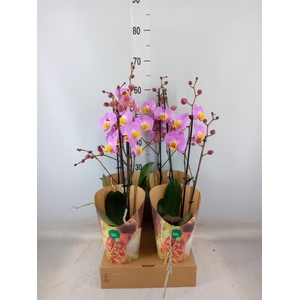 Phalaenopsis   ...rose