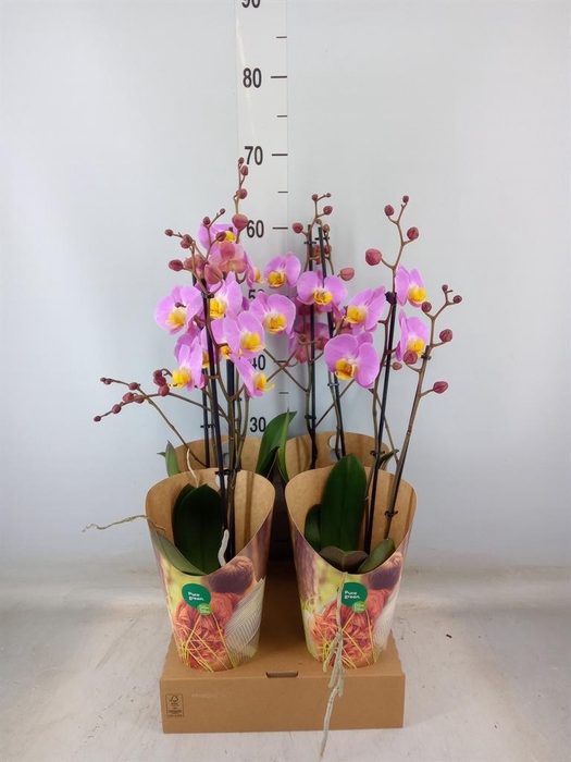 <h4>Phalaenopsis   ...rose</h4>