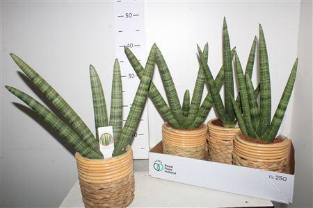 <h4>Sansev Cy Handshake In Deco Pot</h4>