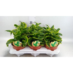 Dracaena frag. 'Tornado'